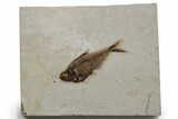 Detailed Fossil Fish (Diplomystus) - Wyoming #349259-1